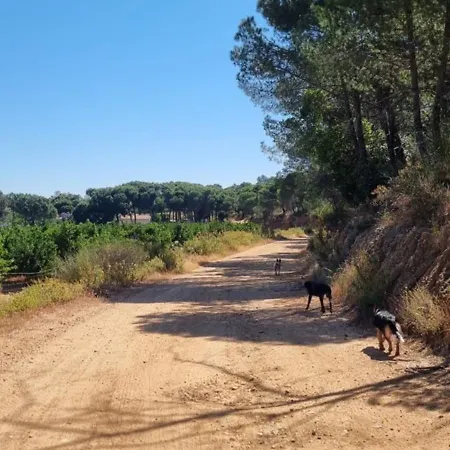 Arroyito, Tranquility In The Woods With Your Dog
