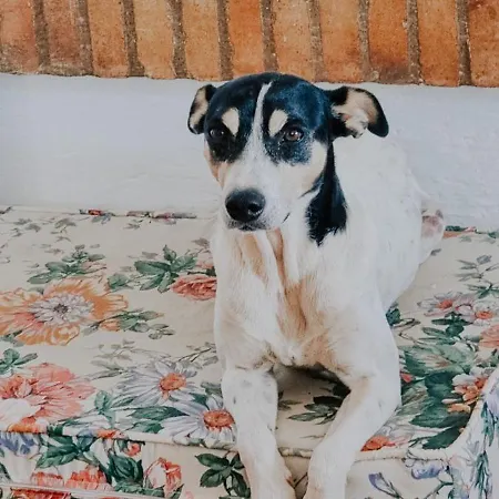 Arroyito, Tranquility In The Woods With Your Dog Ayamonte